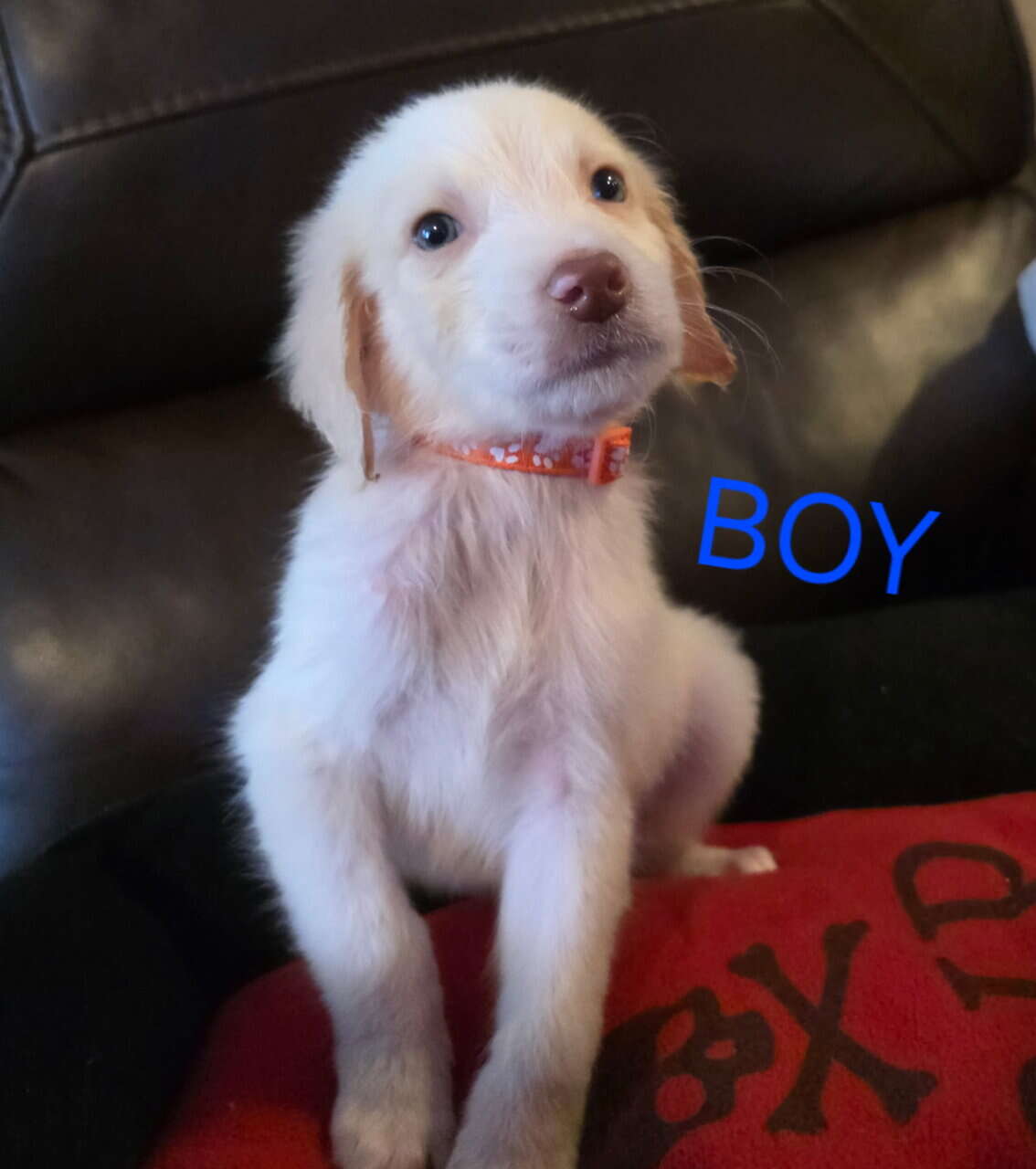 Goldendoodle pups image 5