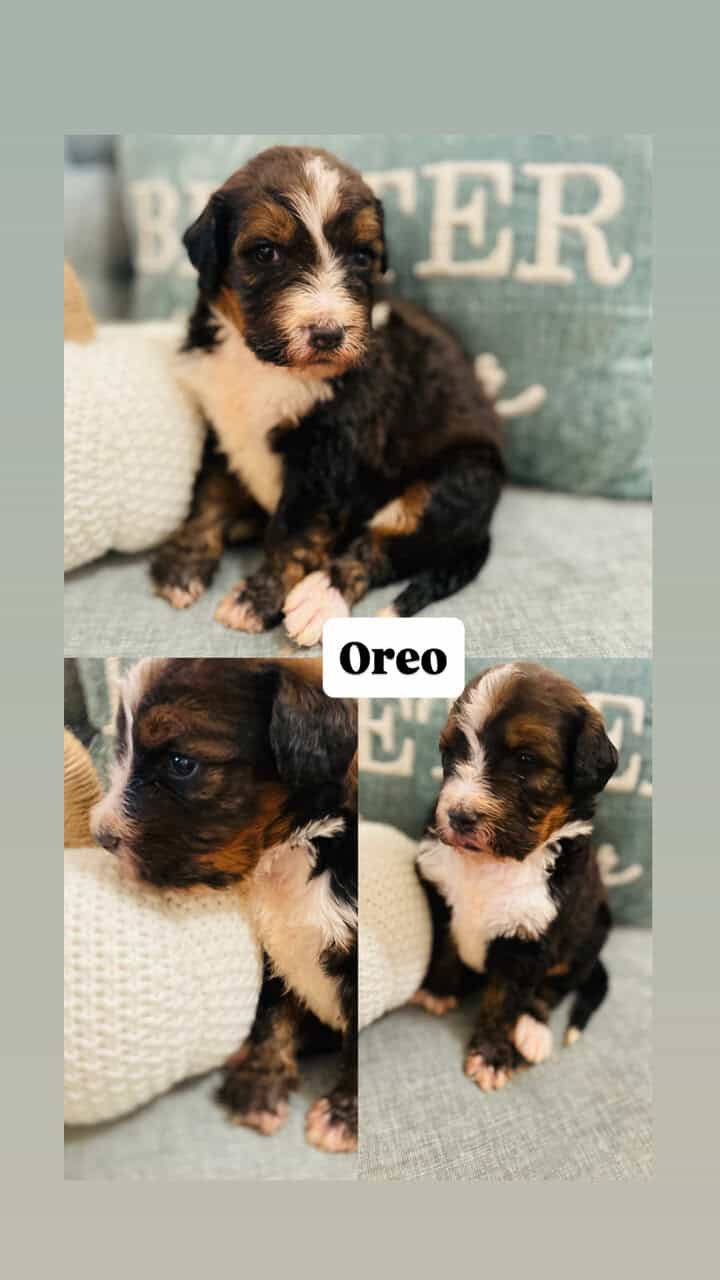 Bernedoodle F1 puppies image 7