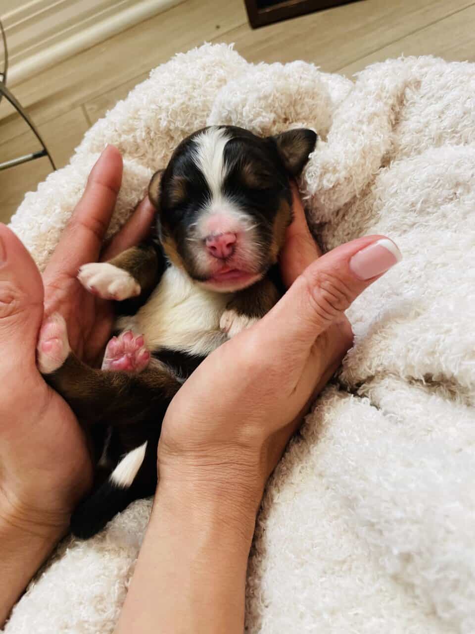 Bernedoodle F1 puppies image 8