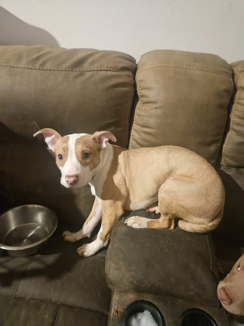 American Staffordshire Puppy image 3