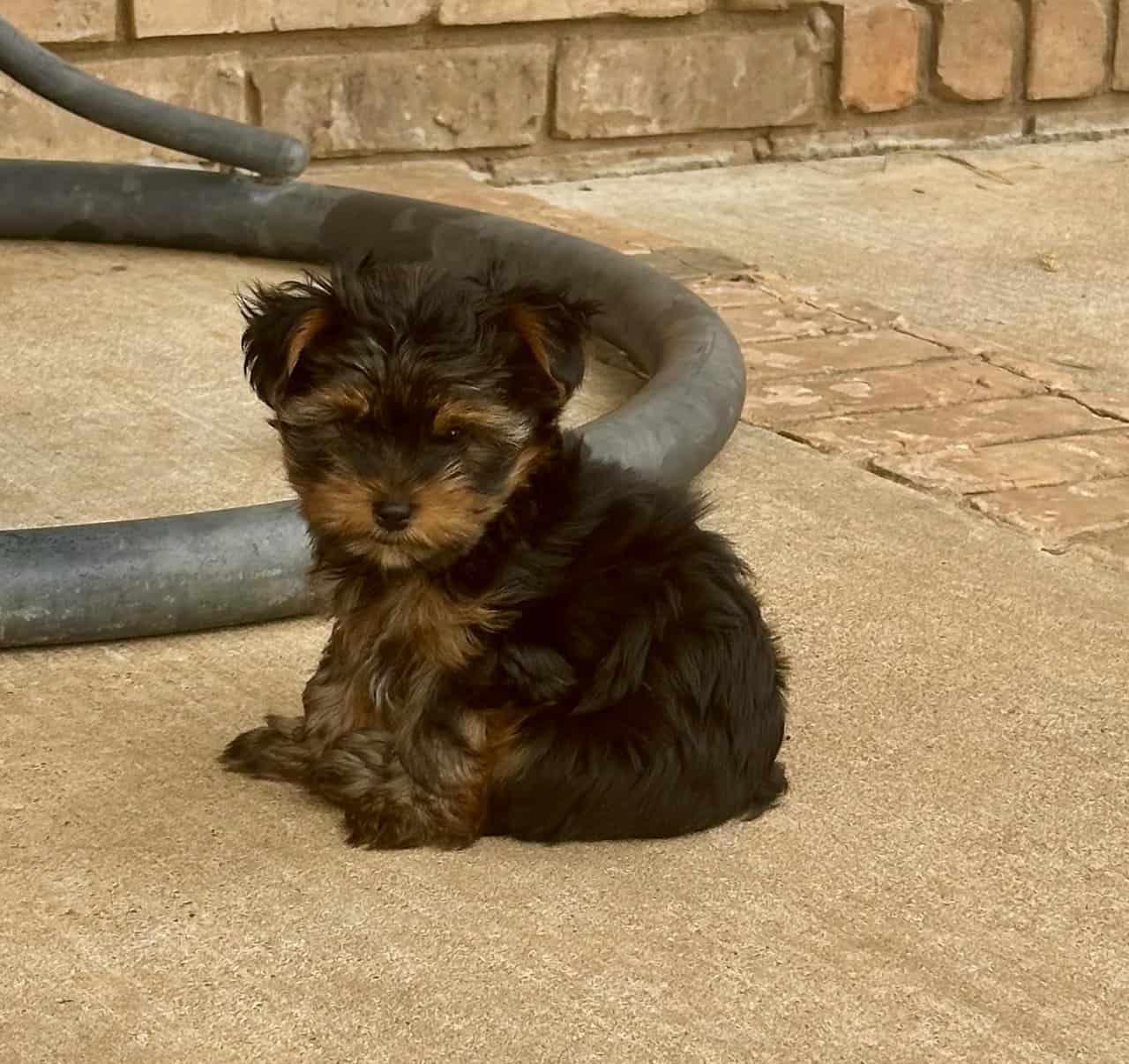 Tiny Yorkie Puppies image 10