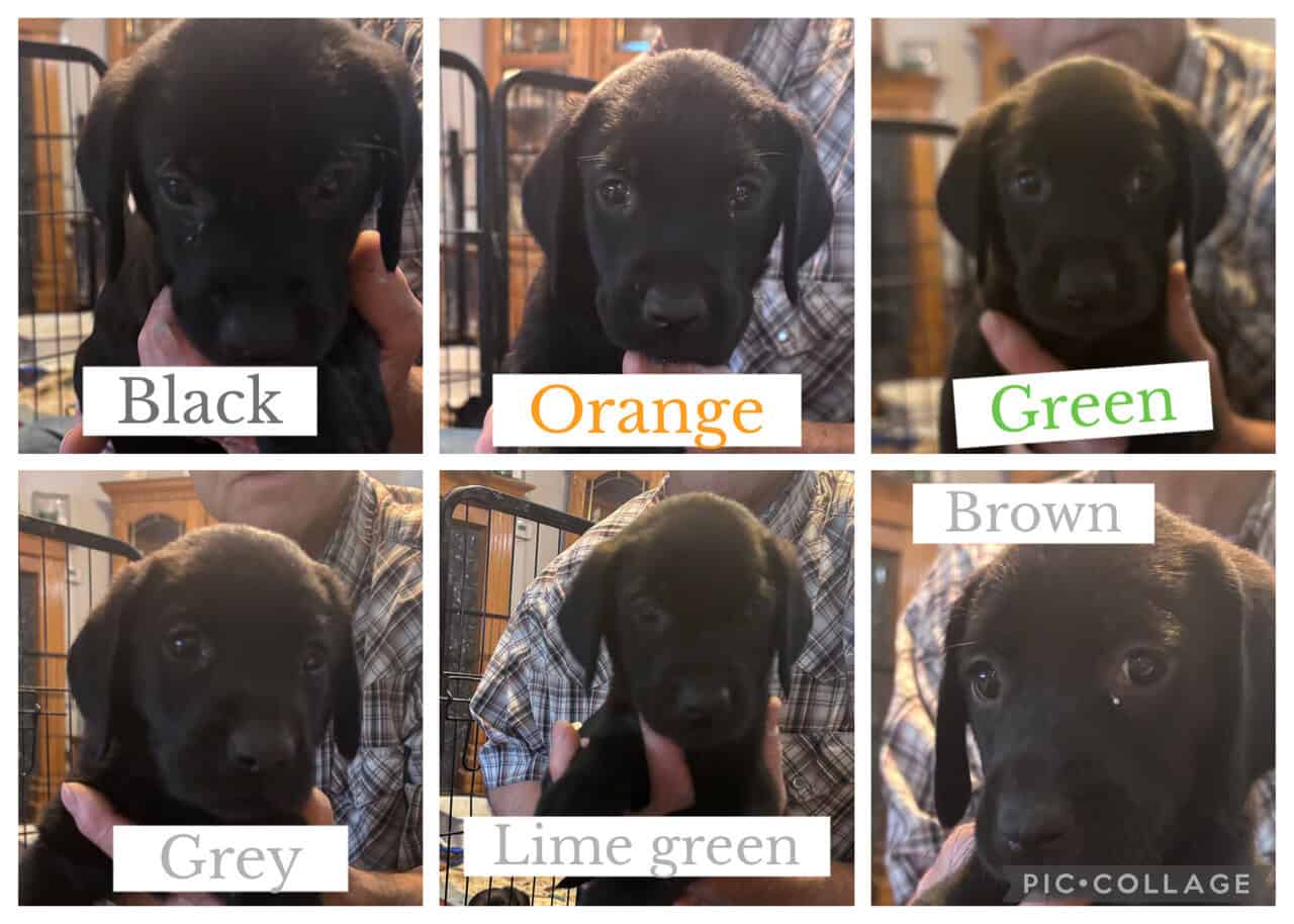 American Black Labrador puppies image 1