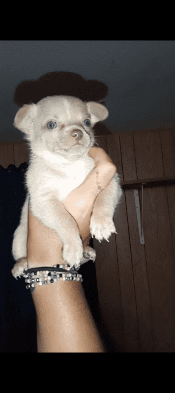 Chihuahua puppies image 1