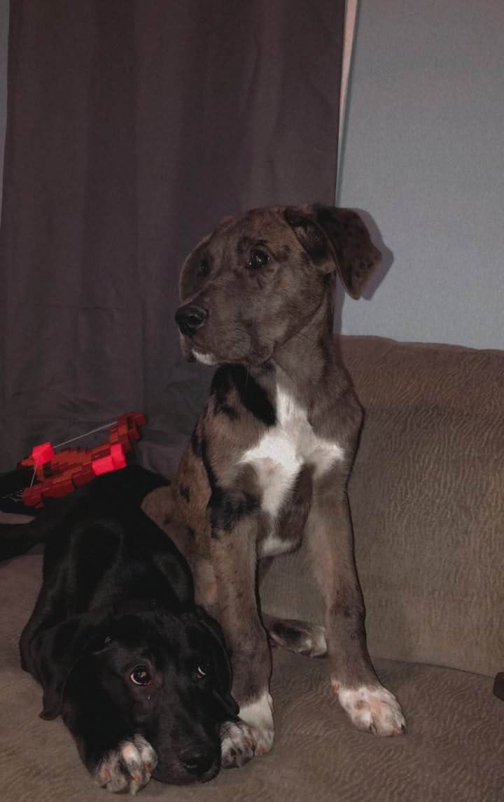 1 Year old Great Dane Mix image 1