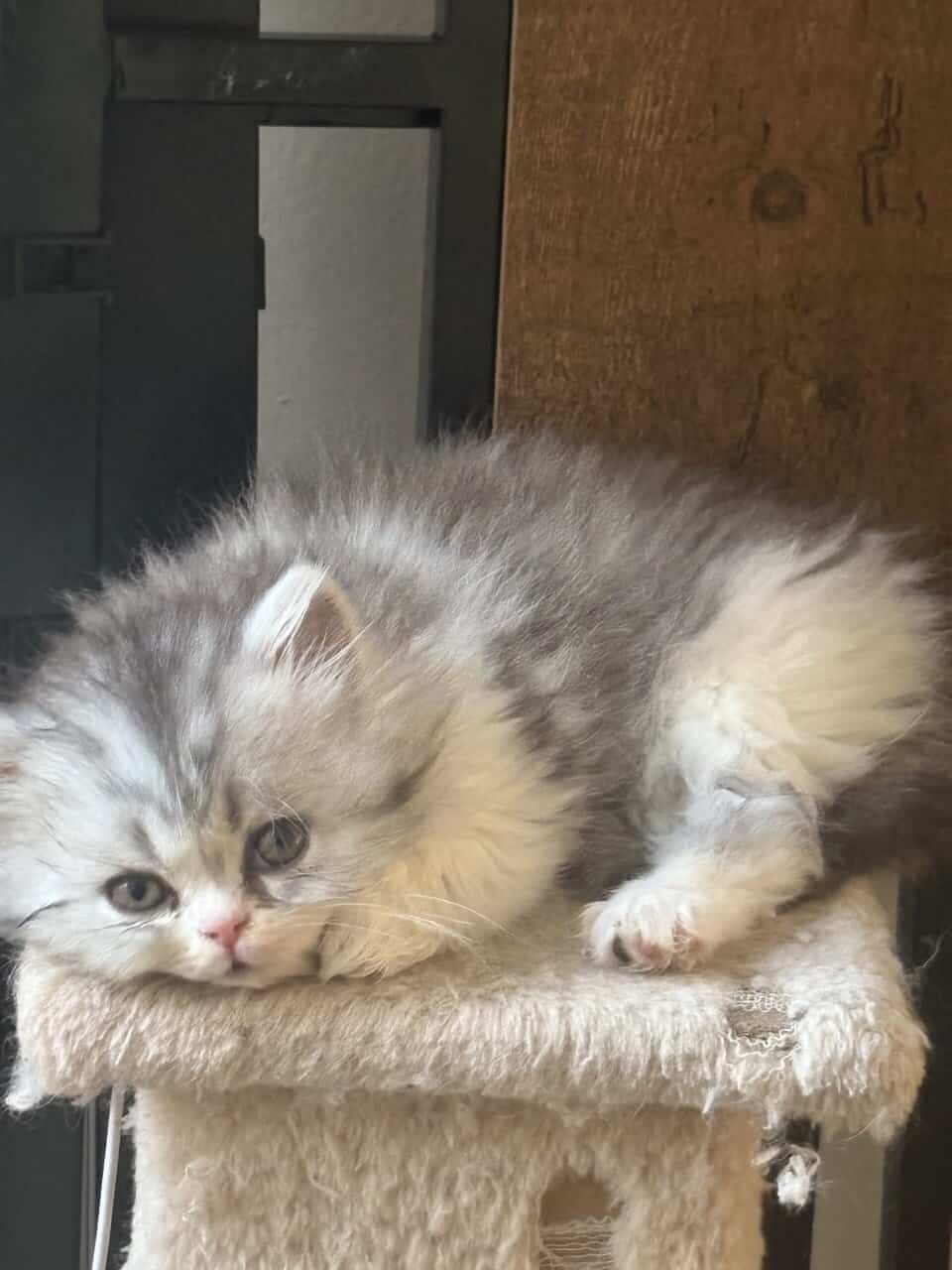 Perrrsians kittens image 1