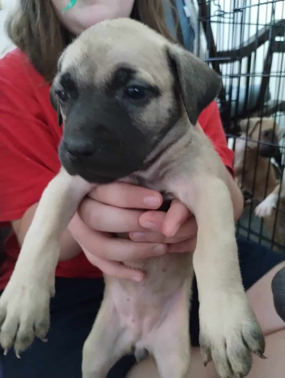 Boerboel/Presa Canario Mix puppies image 12