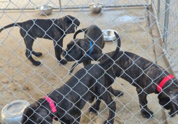 Mastiff Puppies