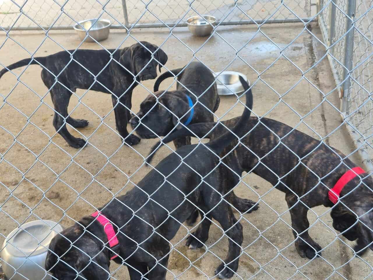 Mastiff Puppies image 1