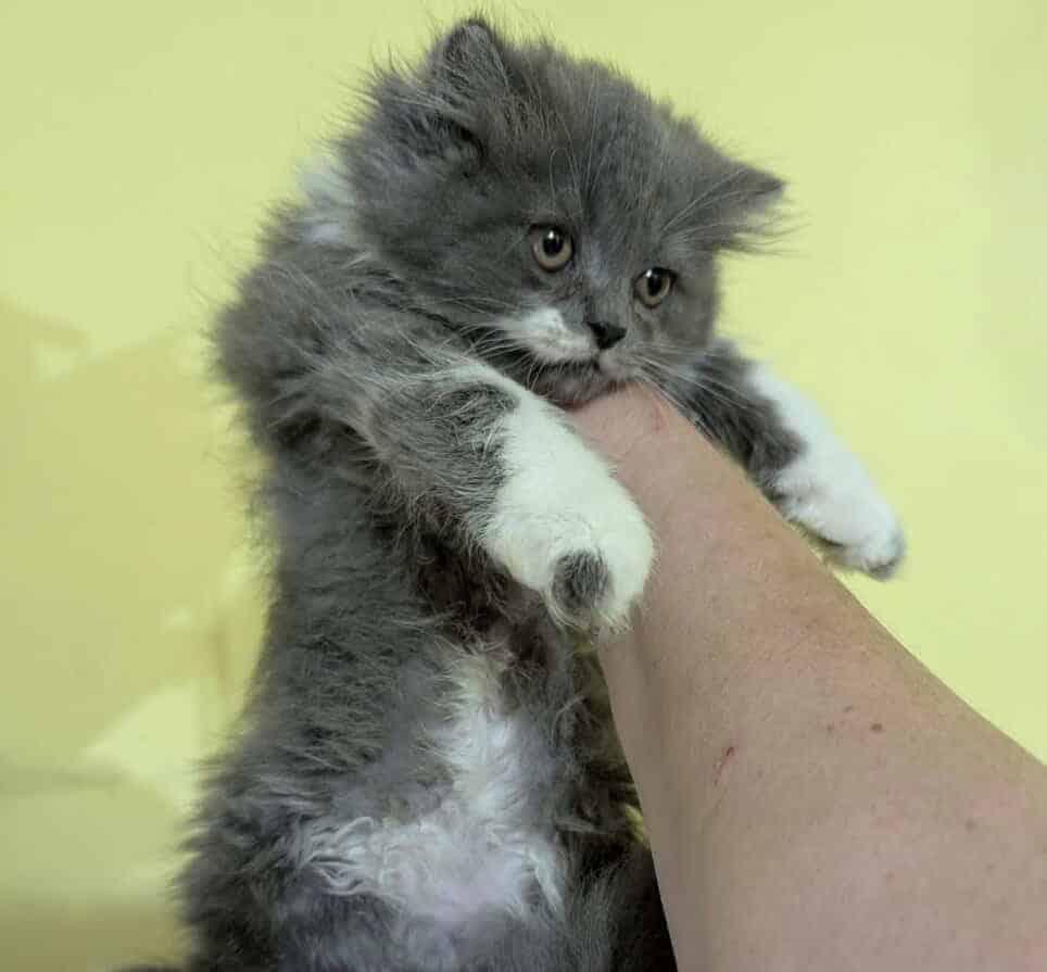 Adorable Persian Kittens image 1