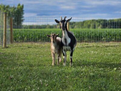 3 yr old doe for sale