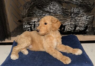 CKC Standard Poodle Pups
