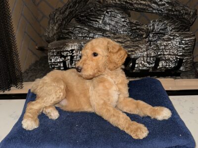 CKC Standard Poodle Pups