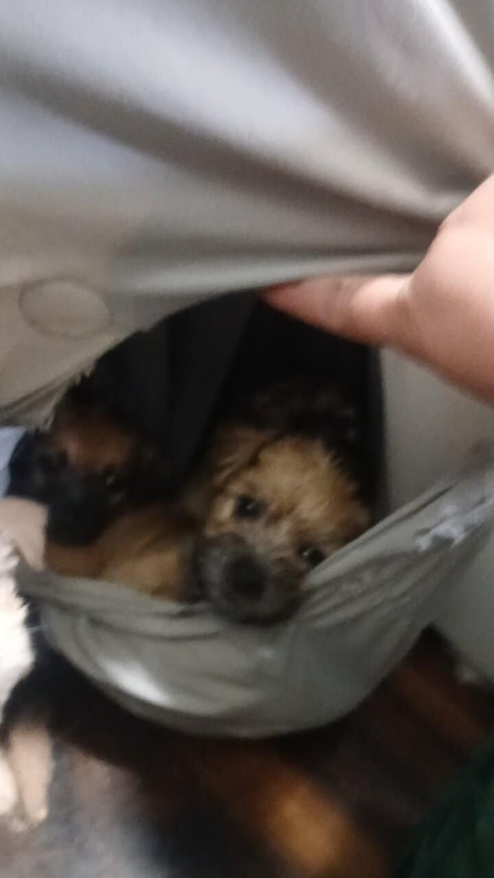 CUTE PUPPIES - Mixed Breed MaltipooTerrier image 1