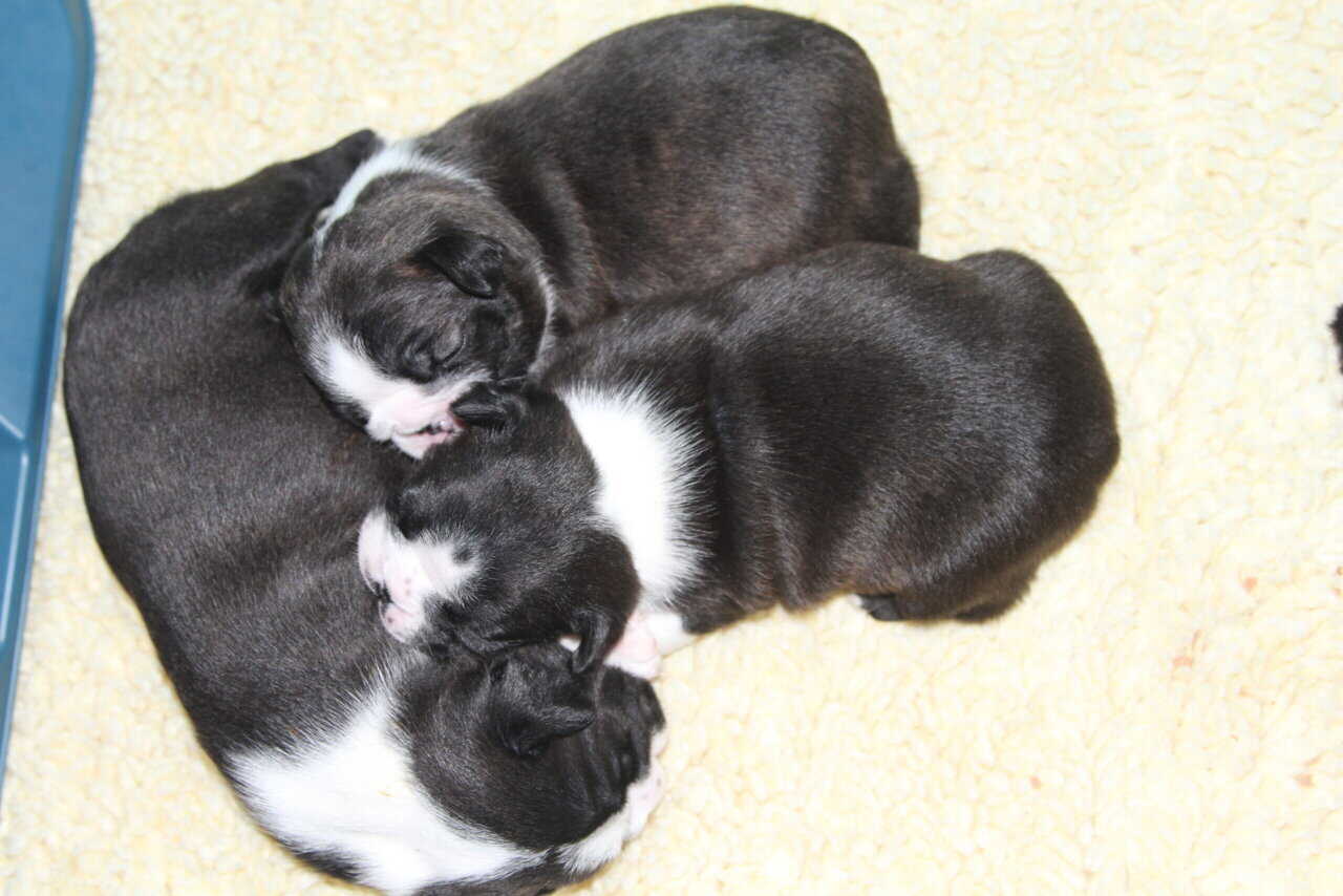 Boston Terrier Puppies image 1