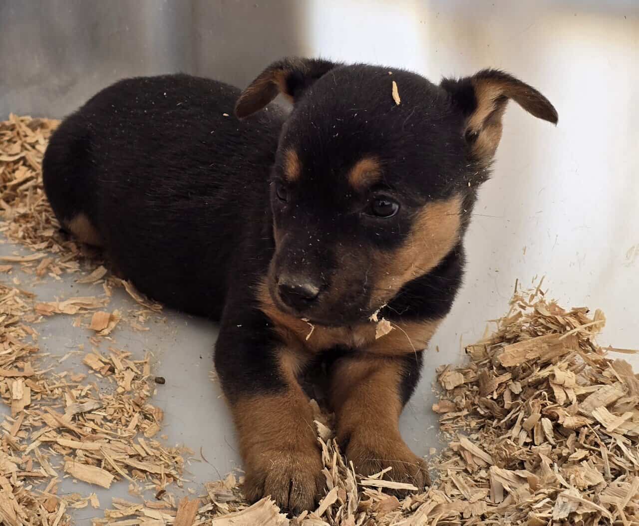 Corgi catahoula mix puppies image 6
