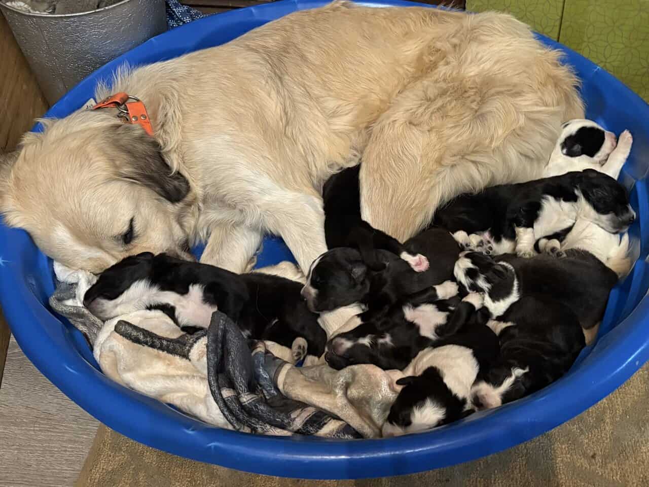 Livestock Guardian pups (LGD) image 8