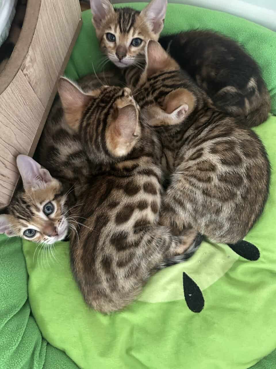 Bengal Kittens image 2
