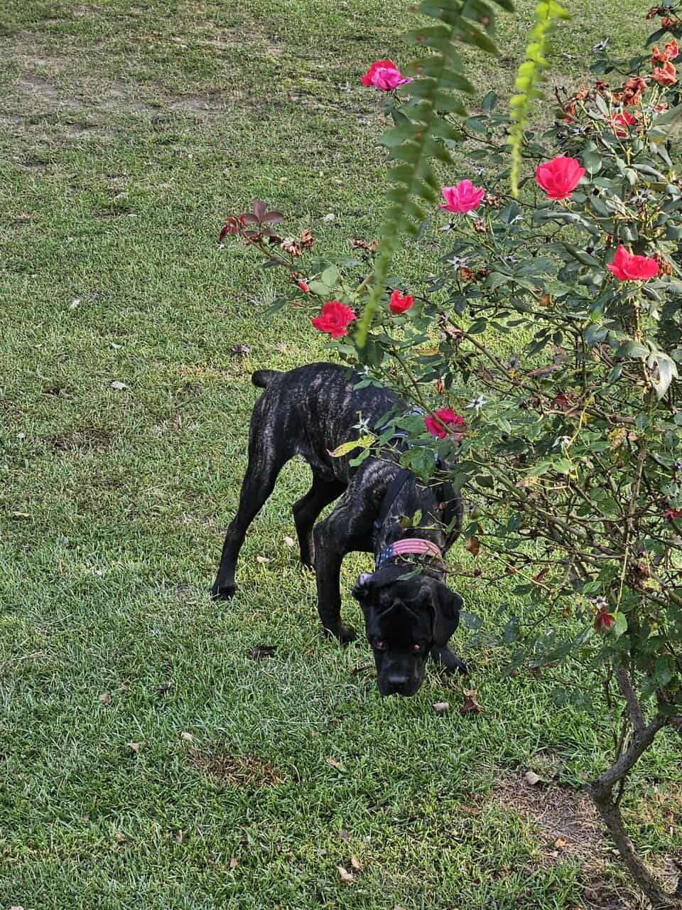 1 year old CKC Cane Corso image 1