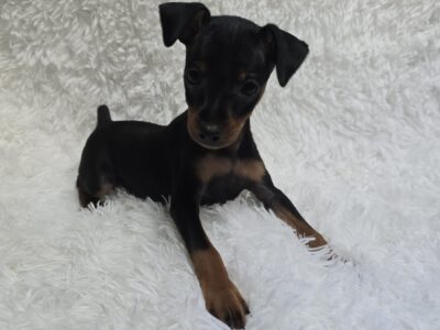 AKC Miniature Pinscher Puppy