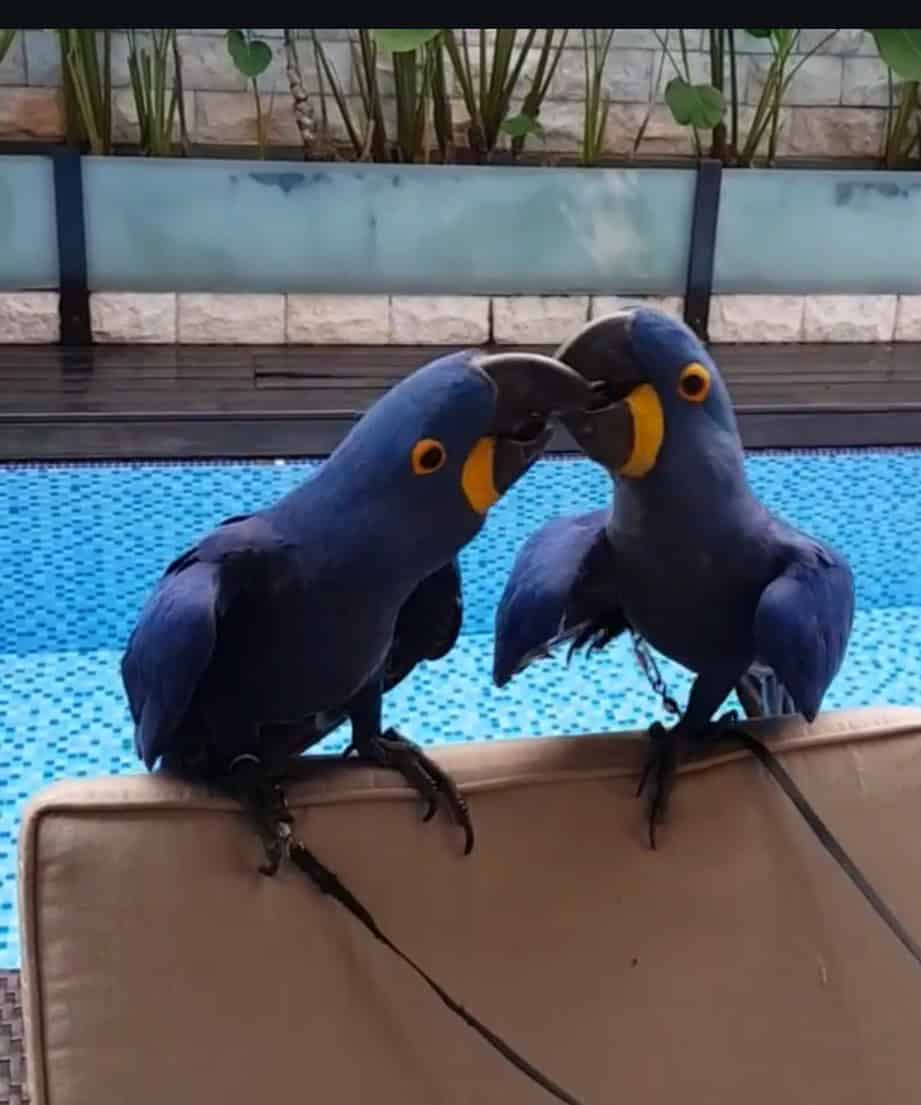 DNA tested fertile hyacinth macaw bonded pair image 8