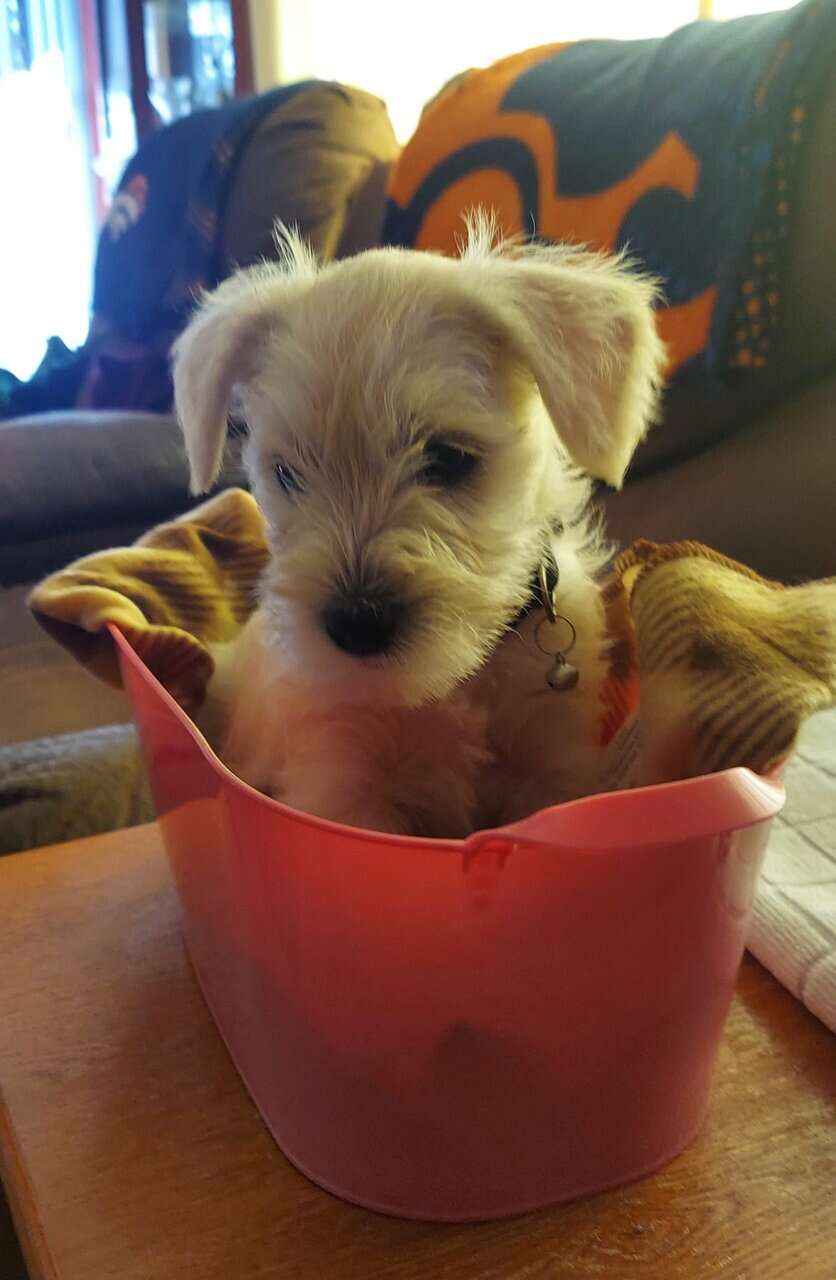 Mini-schnauzer image 2