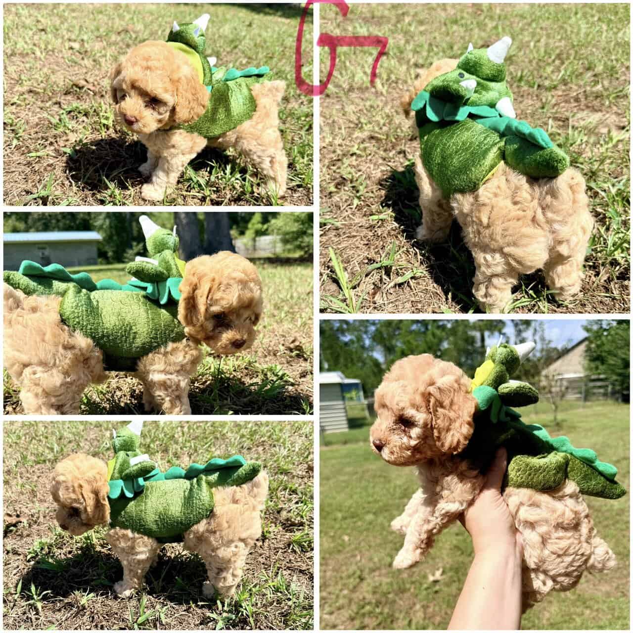 Toy poodles image 3