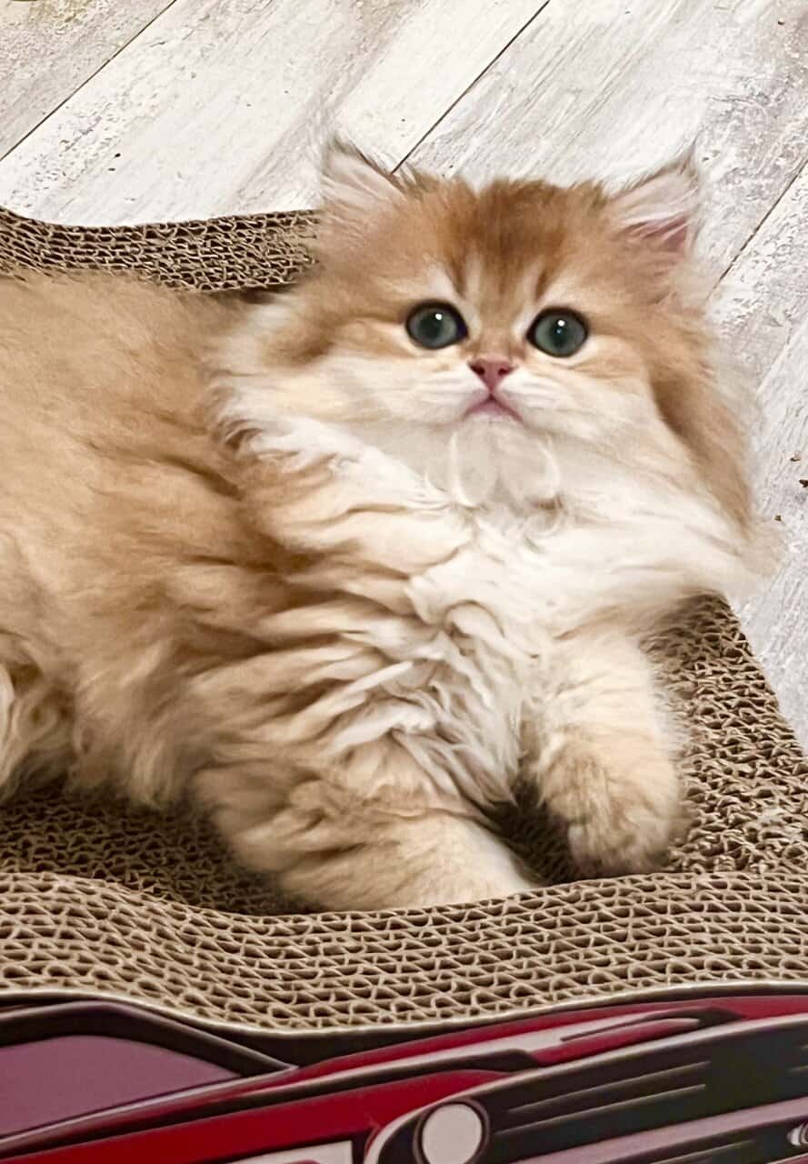British Longhair Golden girl image 1