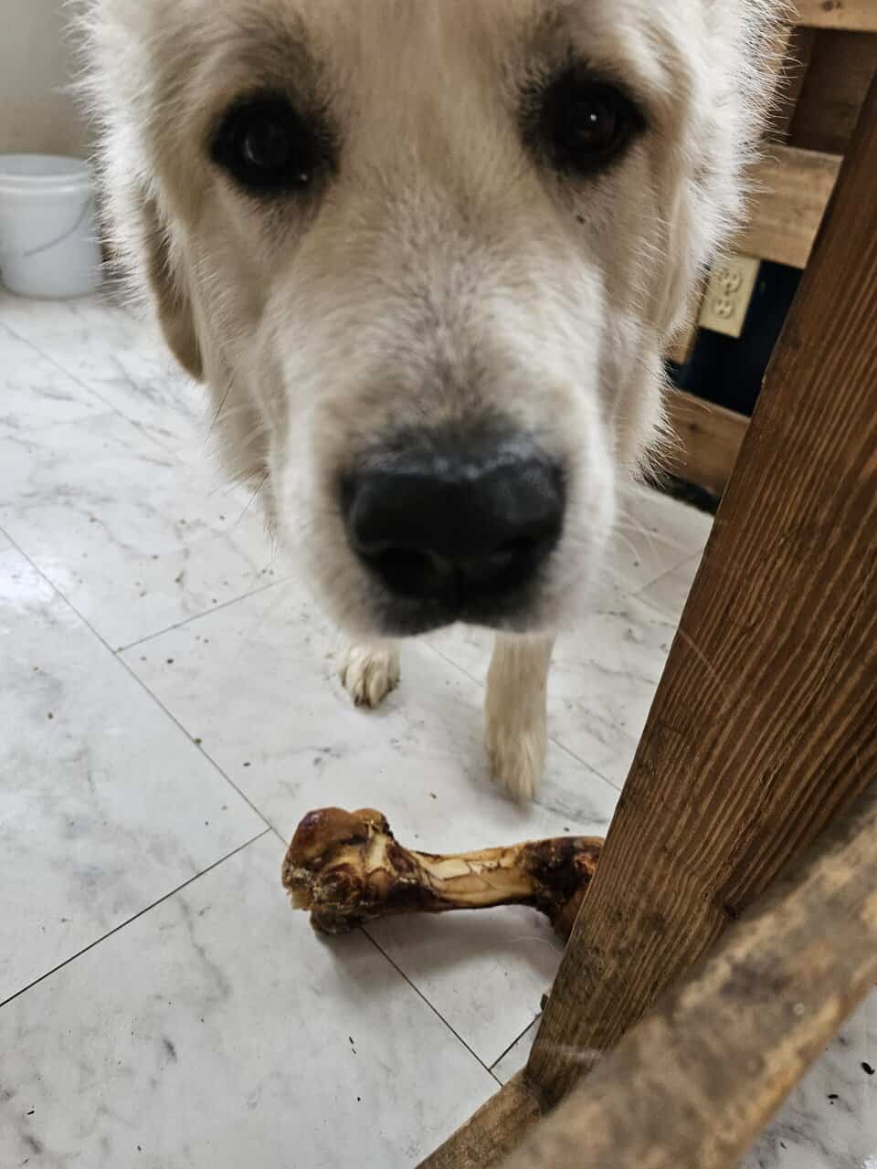 2 yr old Great Pyrenees brothers 3% wolf image 4