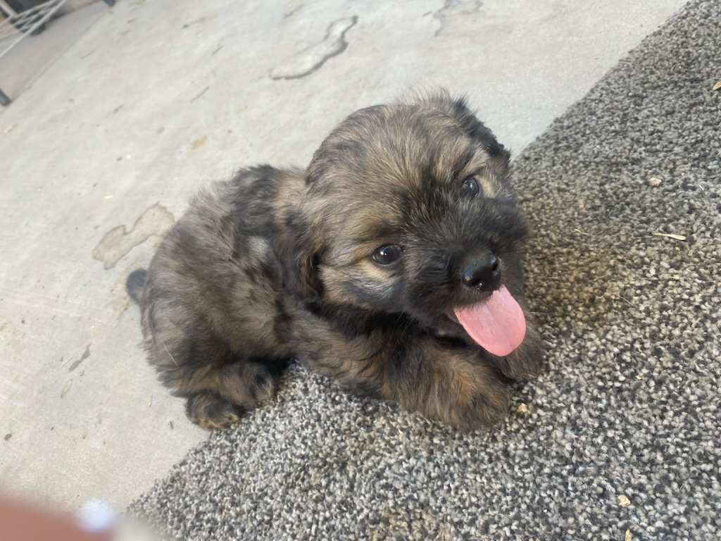 Incredibly adorable puppies image 13