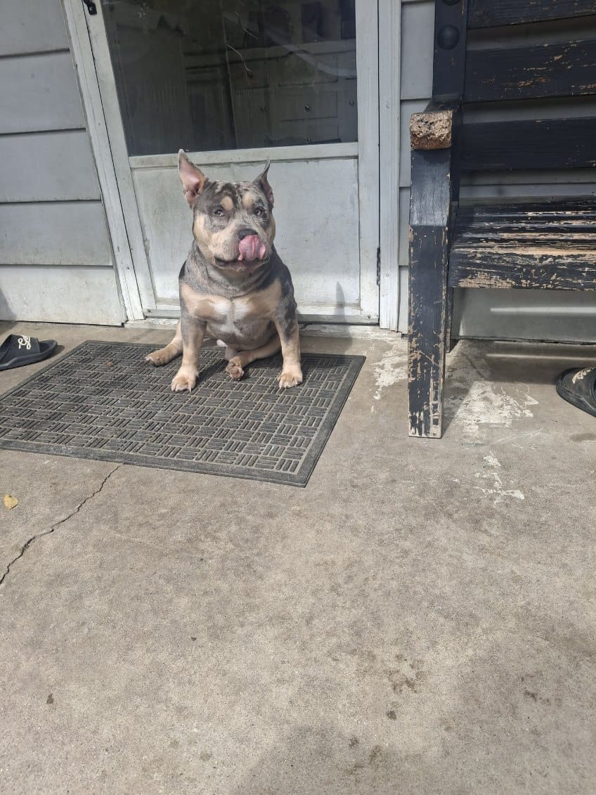 American bully image 4