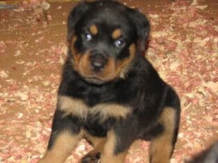 AKC Registered Rottweiler Puppies