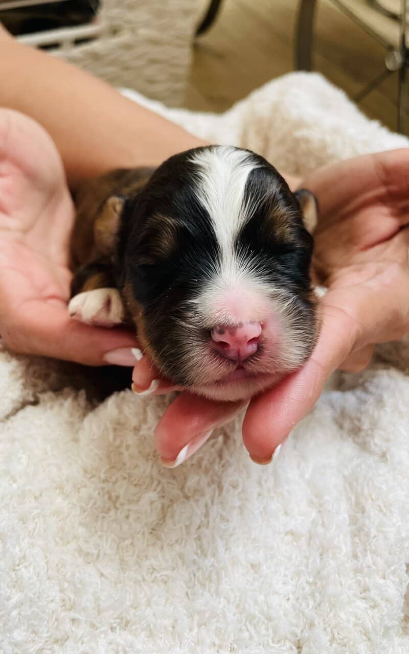 Bernedoodle F1 puppies image 10