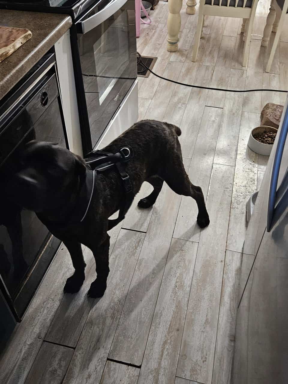 1 year old CKC Cane Corso image 4