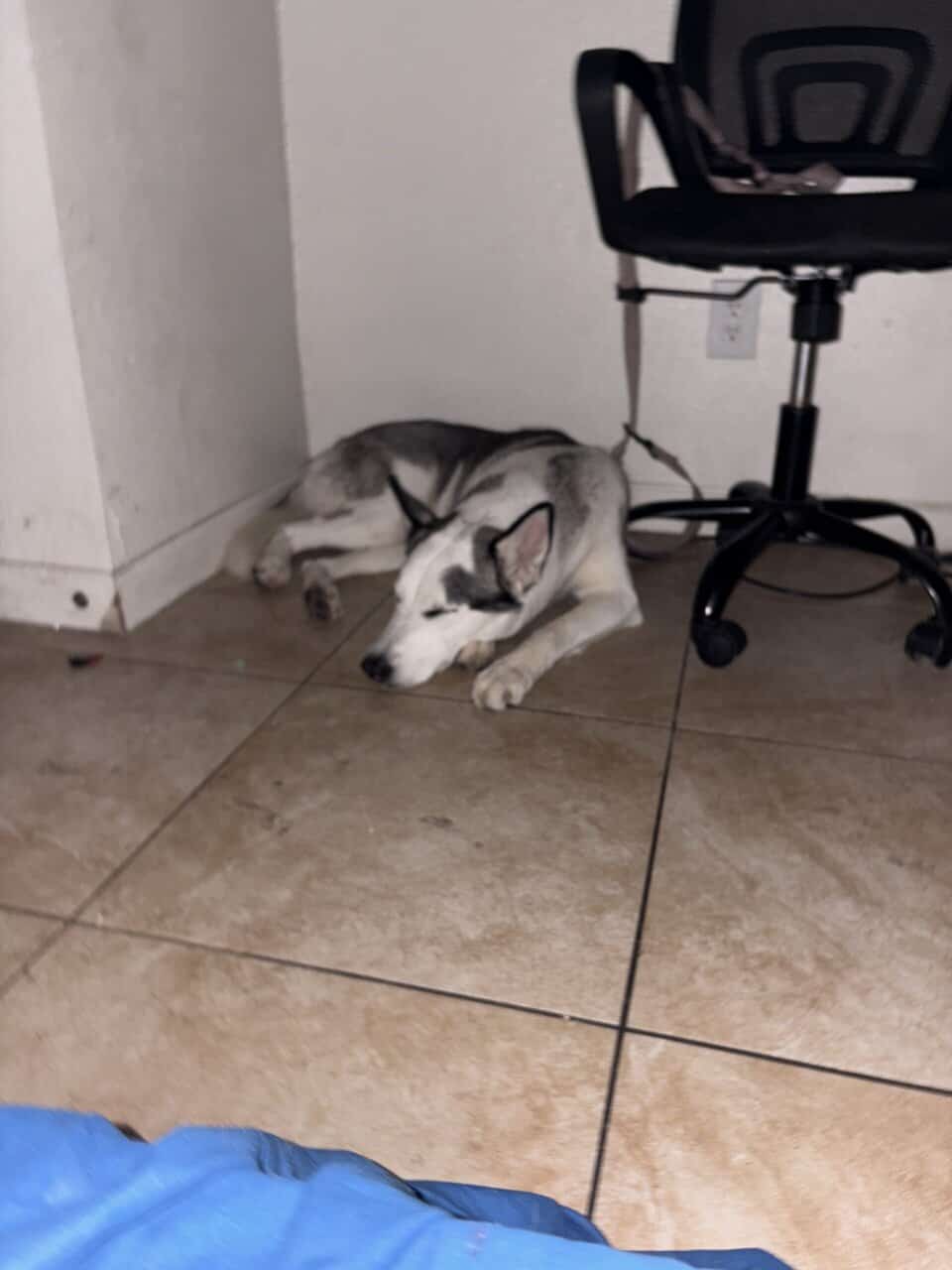 Bella image 1