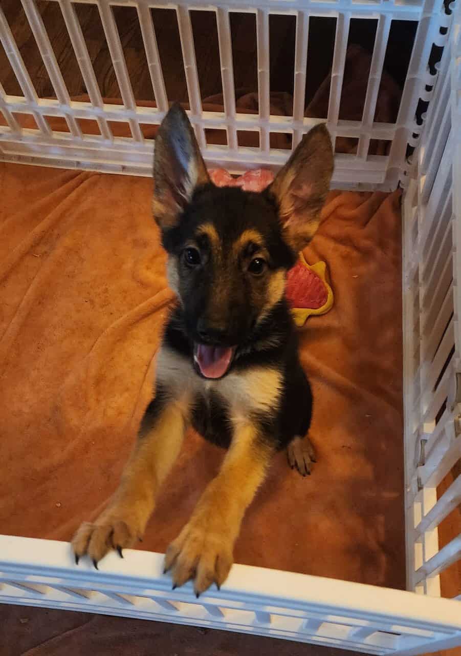 AKC Registered German Shepherd Puppies image 2