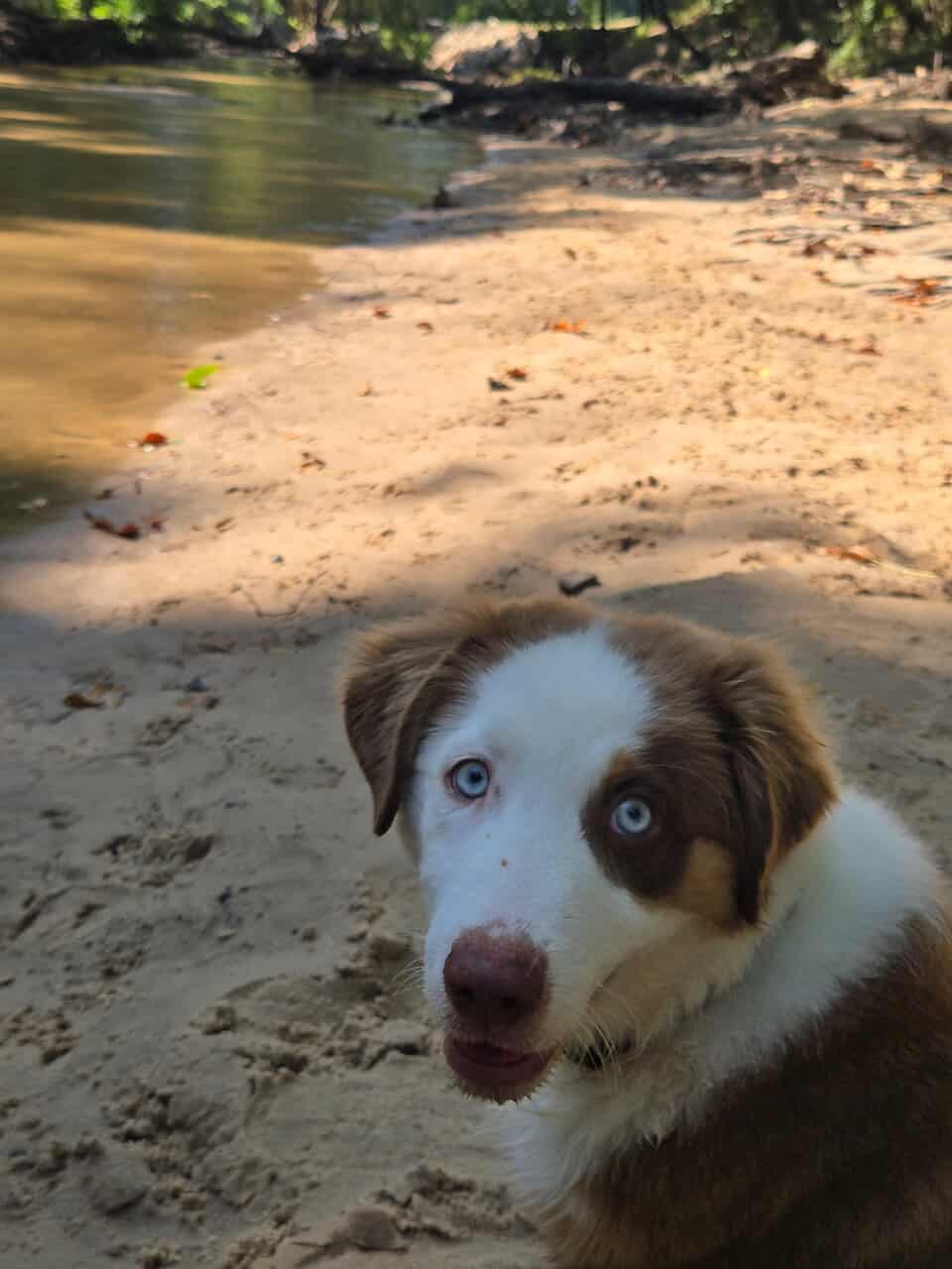 Australian shepherd Puppy image 1