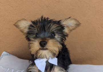 Male Yorkie puppy available