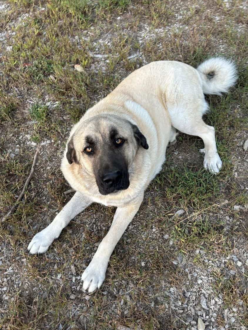 Ivy Kangal – Russian Shepherd Guardian Puppy image 6