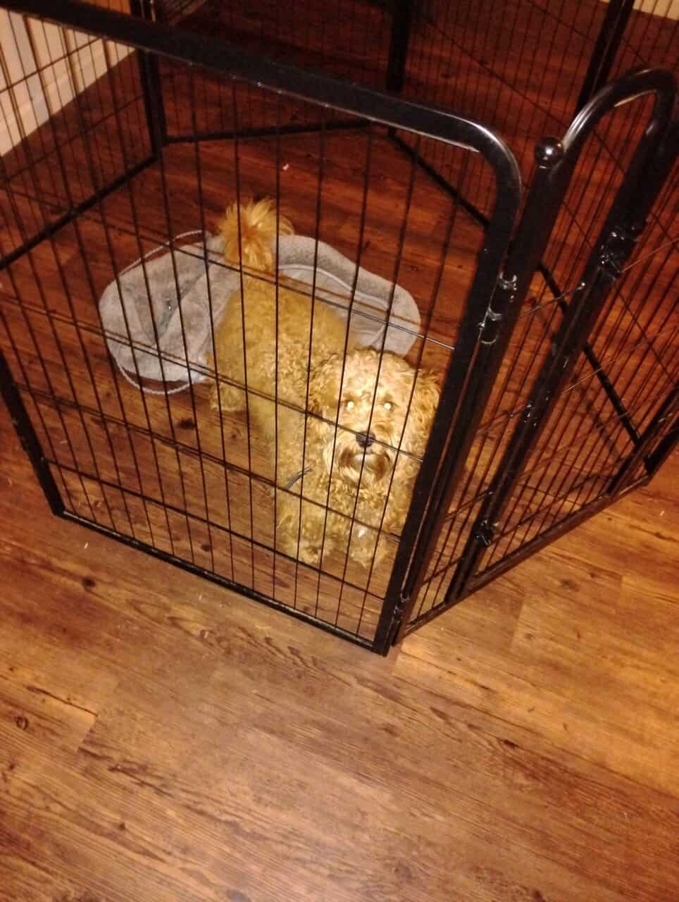 Mini Goldendoodle (MALE) image 2