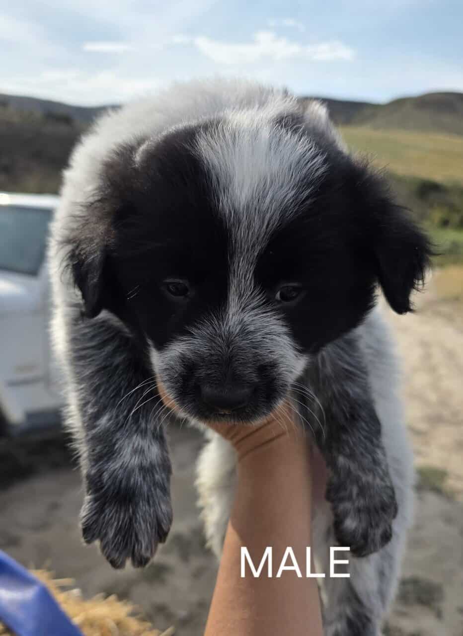 Cattle Dog Mix image 1