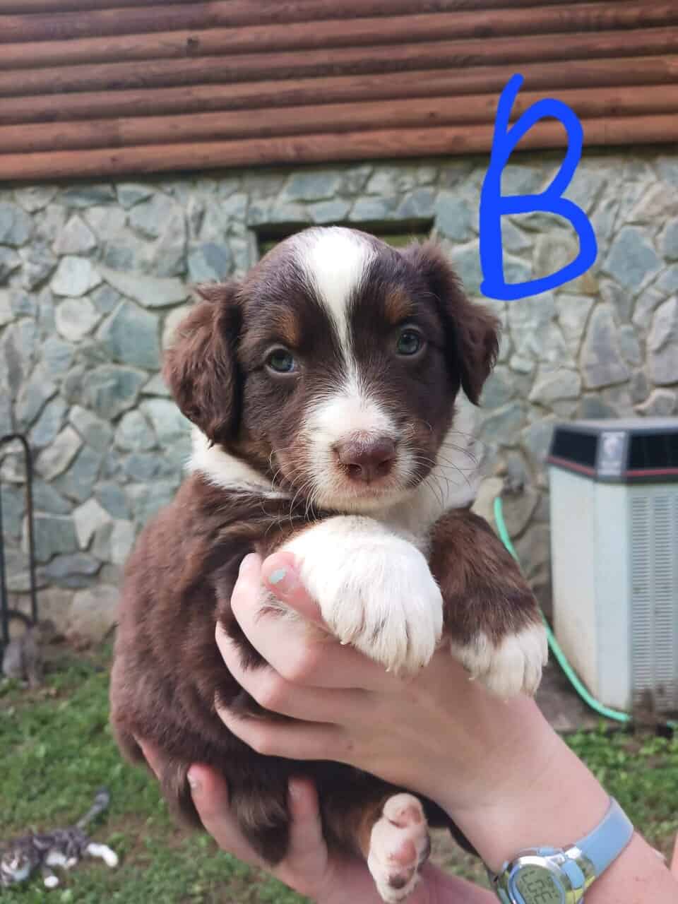 Australian Shepherd Puppies image 3