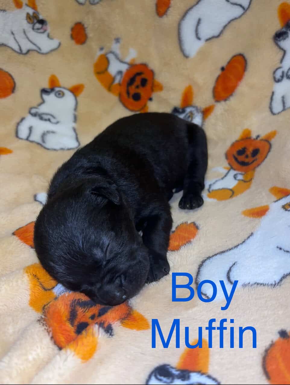 Lab/Pit Puppies image 3
