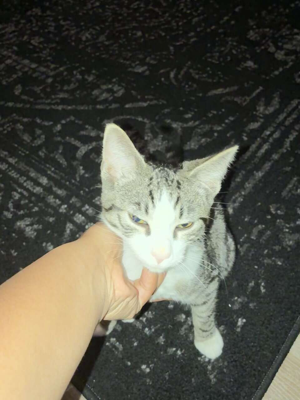5 month old handsome kitten! image 2