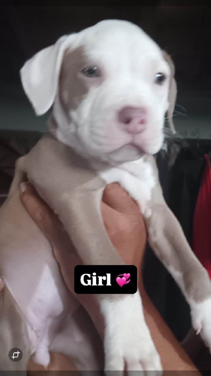 Pitbull puppies for sale image 3