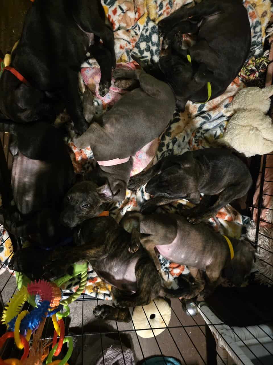 DobberDane image 2