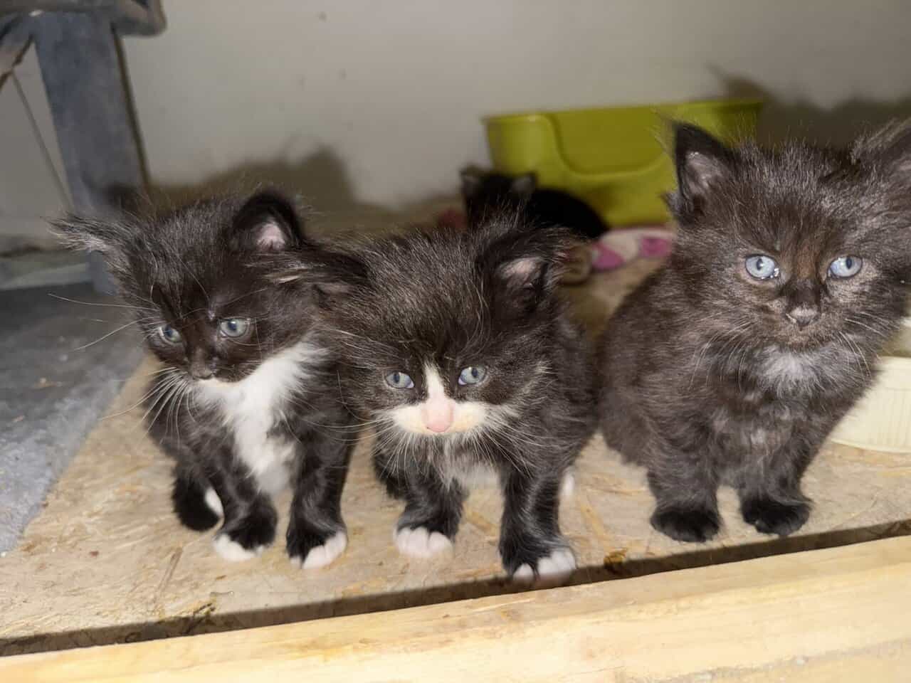 Mainecoon kittens image 4