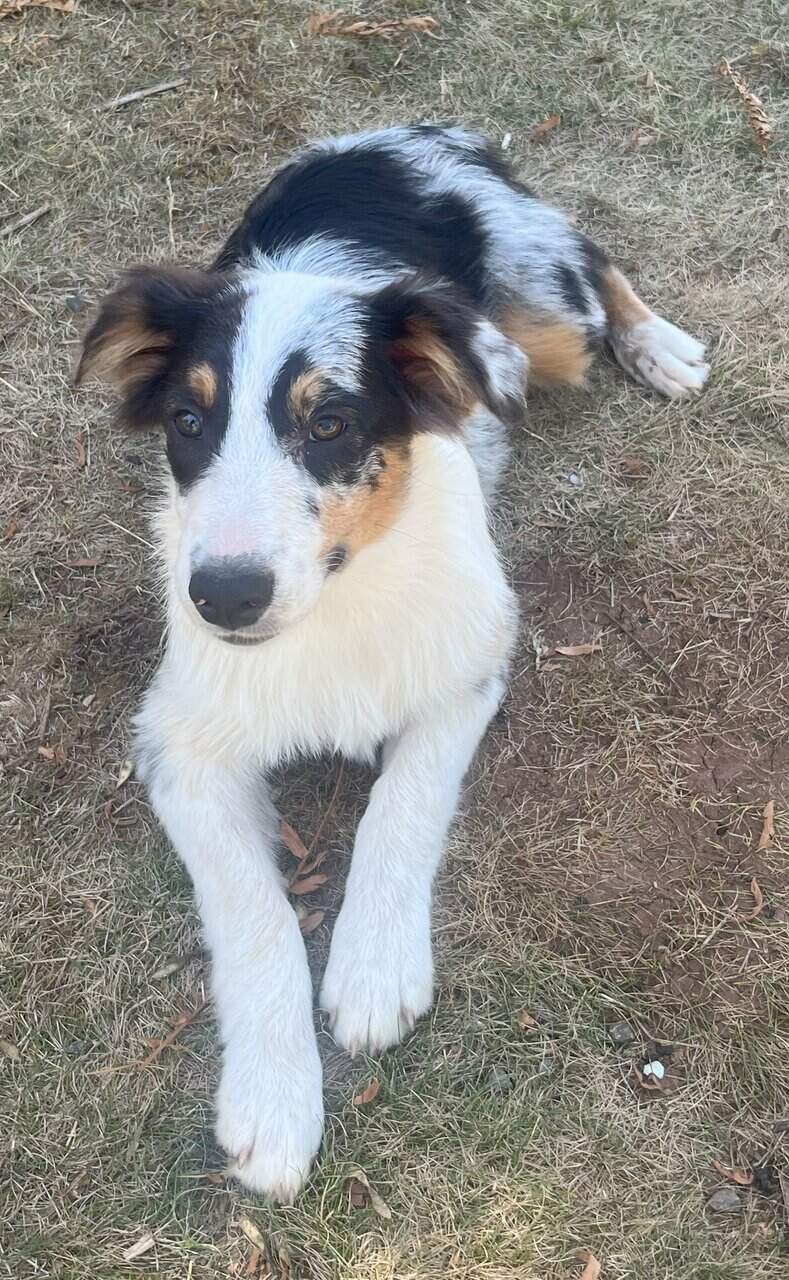 Purebred Aussie puppies image 3