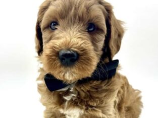 Mini Goldendoodle Puppies