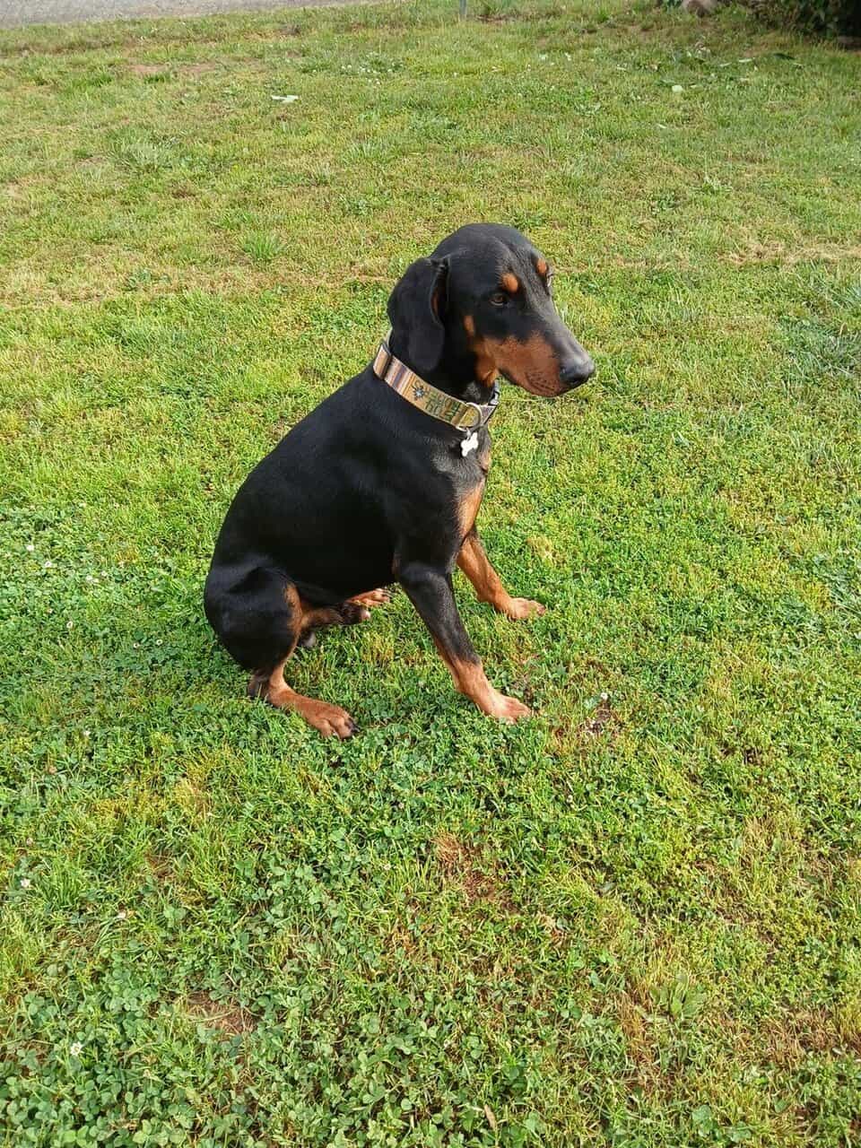Male 2 year old Doberman image 6