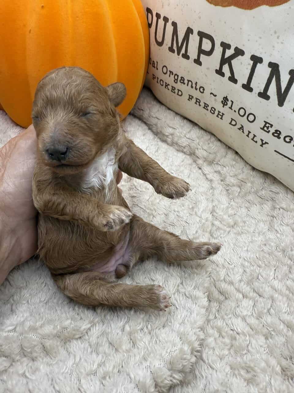 Female F1B mini Goldendoodle image 2